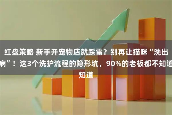 红盘策略 新手开宠物店就踩雷？别再让猫咪“洗出病”！这3个洗护流程的隐形坑，90%的老板都不知道
