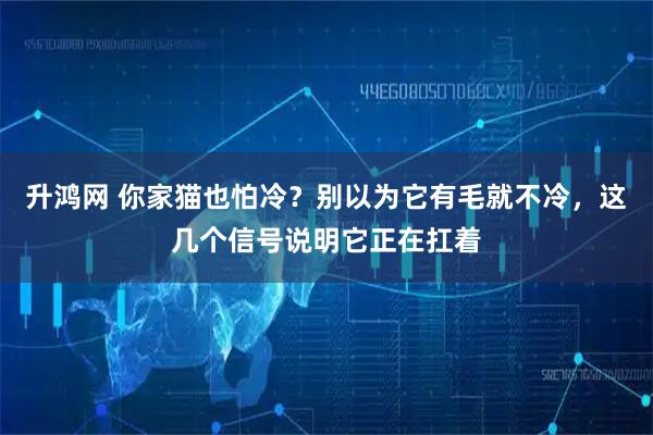升鸿网 你家猫也怕冷？别以为它有毛就不冷，这几个信号说明它正在扛着